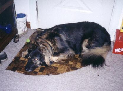 A black dog; Actual size=240 pixels wide