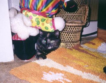 A cat; Actual size=240 pixels wide